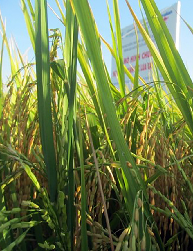 Thực hiện quy trình sản xuất thâm canh lúa cải tiến (SRI) trên đồng ruộng Quảng Ninh cho hiệu quả cao.
