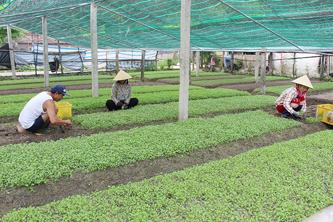 Làng sản xuất rau sạch Hòa Luật, xã Cam Thủy luôn nhộn nhịp.