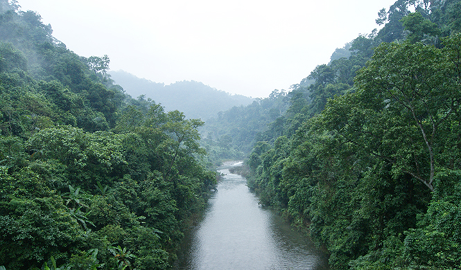 Rừng ở khu vực Động Châu-khe Nước Trong được bảo vệ nghiêm ngặt nhằm bảo tồn đa dạng sinh học.