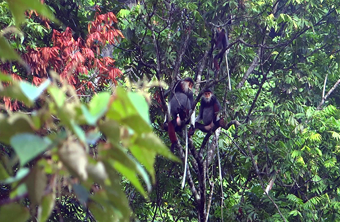 Nhiều loài linh trưởng quý hiếm được phát hiện tại khu vực rừng Động Châu- khe Nước Trong.
