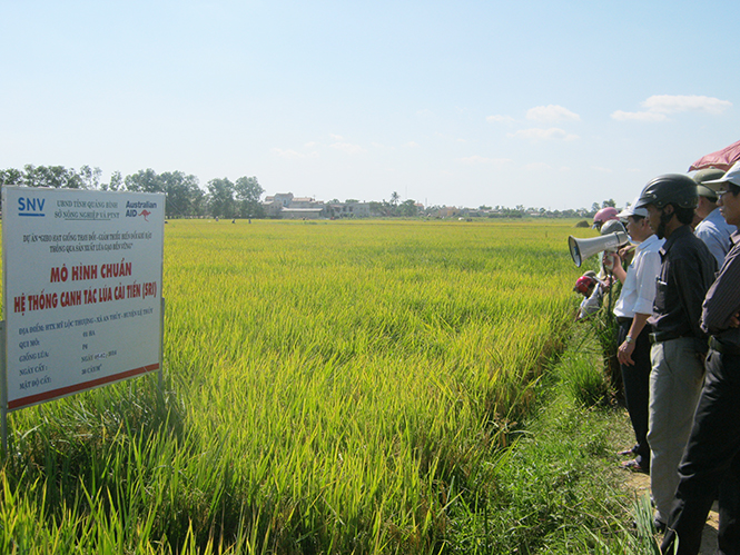 Việc hình thành các vùng chuyên canh lúa chất lượng, đã giúp cho HTX Mỹ Lộc Thượng giải quyết nhiều vấn đề mà vùng quê lúa nào cũng gặp phải.