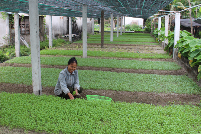 Người dân Lệ Thủy chủ động sản xuất rau sạch đáp ứng nhu cầu tiêu thụ trong dịp Tết Nguyên đán Đinh Dậu 2017.