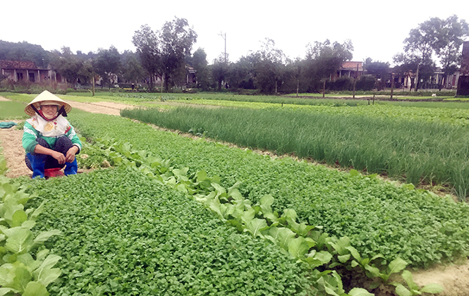 Những luống rau xanh tươi tốt của hộ gia đình chị Lê Thị Thảo (Hồng Thủy, Lệ Thủy) mang lại thu nhập cao trong dịp Tết.