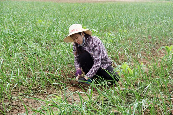 Cây tỏi tía là niềm tự hào của người dân Quảng Minh, góp phần giúp bà con nâng cao thu nhập, cải thiện đời sống.