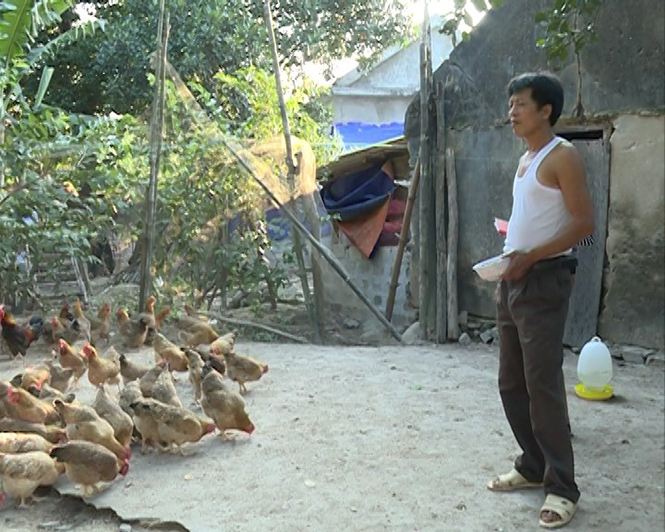 Sau 6 năm gây dựng, mô hình chăn nuôi gà của anh Phan Xuân Phương (Quảng Thạch, Quảng Trạch) đã có quy mô gần 3.000 con.