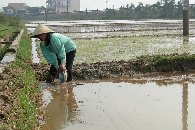 Một số diện tích lúa ở các địa phương trong tỉnh đang bị ngập úng.