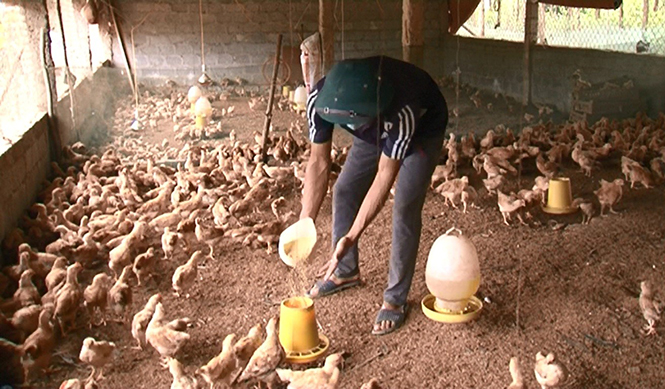 Trang trại của anh Phan Ngọc Quý có hàng ngàn con gà.