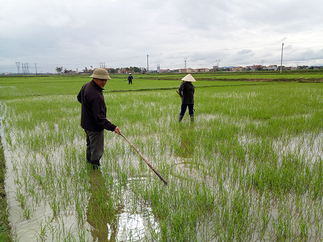 Bà con nông dân thị xã Ba Đồn tích cực chăm sóc lúa sau Tết.  Ảnh: Như Hương
