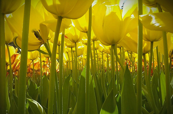 Cánh đồng hoa tulip vàng đẹp rực rỡ qua ống kính của 
