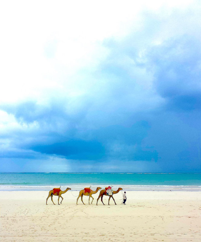  Cảnh ba chú lạc đà nối gót đi theo chủ bên bờ biển xanh thẳm do Piers Nicklin (12 tuổi) chụp
