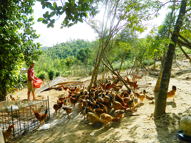  Mô hình chăn nuôi gà thả vườn cho hiệu quả kinh tế cao tại xã Quảng Tiên.
