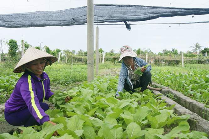 Việc chuyển đổi một số diện tích trồng lúa sang trồng rau màu mang lại hiệu quả kinh tế cao hơn cho người dân xã Quảng Hưng, Quảng Trạch