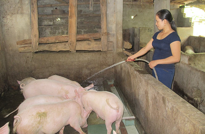  Mô hình chăn nuôi lợn mang lại thu nhập cao cho phụ nữ huyện Quảng Trạch.