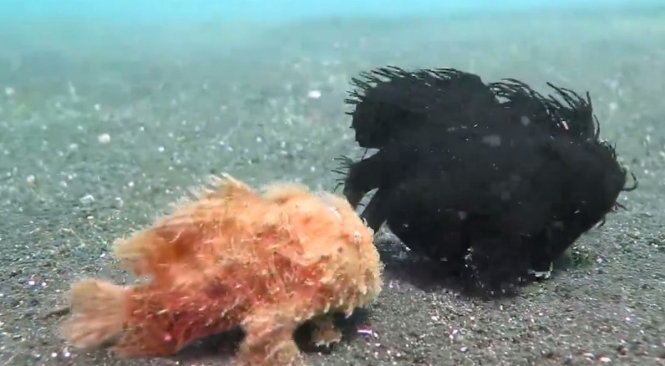  Hai con cá vây chân đang đi chầm chậm dưới đáy biển - Ảnh chụp từ clip
