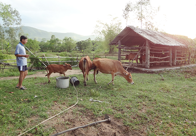 Không cam chịu đói nghèo, CCB Lê Văn Soát quyết tâm phát triển chăn nuôi, trồng trọt để cải thiện cuộc sống.