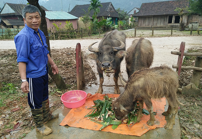 Nguồn thức ăn cho trâu bò ở Tân Hóa, Minh Hóa đang khan hiếm.