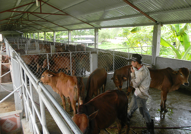 Một trang trại chăn nuôi có hiệu quả ở xã Mai Hoá (Tuyên Hóa).