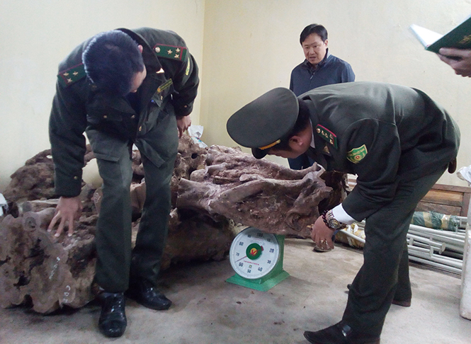 Gỗ Hương giáng được lực lượng Kiểm lâm Vườn quốc gia Phong Nha - Kẻ Bàng thu giữ.