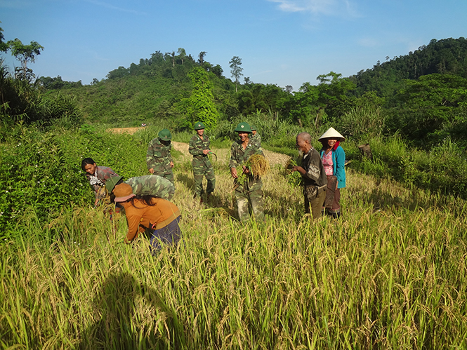 Đoàn thanh niên Đồn Biên phòng Làng Ho giúp đồng bào Vân Kiều bản Tân Ly thu hoạch lúa.  Ảnh: Minh Lợi
