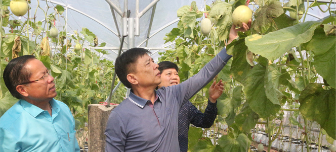 Đồng chí Chủ tịch UBND tỉnh thăm mô hình trồng dưa lưới Nhật Bản tại công ty TNHH Thương mại Hiếu Hằng