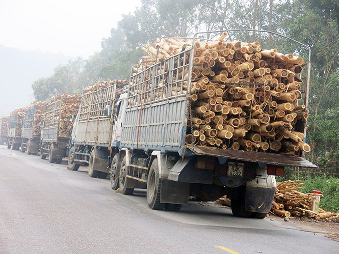 Nhờ sản lượng gỗ khai thác đã giúp nhiều người dân Minh Hóa thoát nghèo.