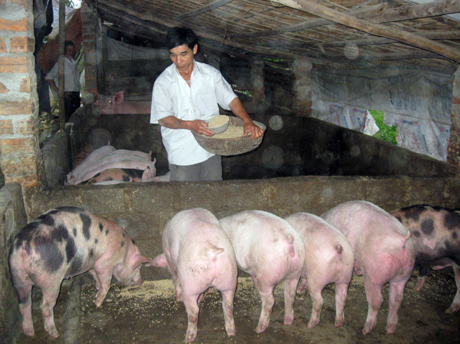  Lợn hơi rớt giá khiến người chăn nuôi tỉnh ta lâm vào cảnh khó khăn.