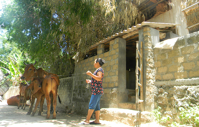 Nhiều nông dân xã Văn Hoá mạnh dạn đầu tư xây chòi 2 gác kiên cố để chăn nuôi bò lai.