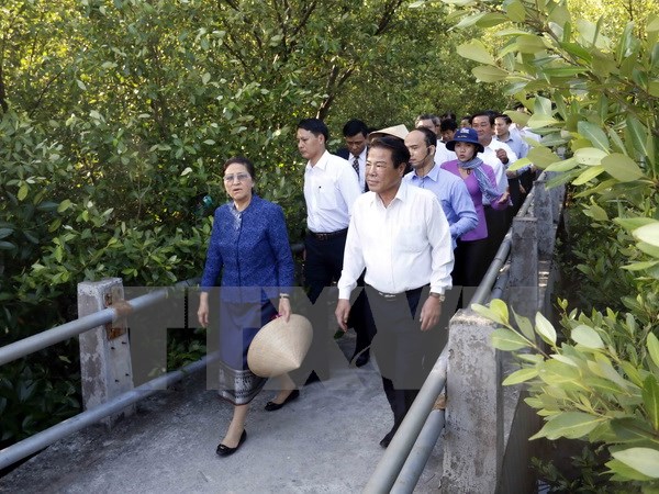 Đoàn đại biểu cấp cao Quốc hội nước CHDCND Lào tham quan rừng ngập mặn tại Khu Ramsar thế giới (xã Đất Mũi, huyện Ngọc Hiển, tỉnh Cà Mau). (Ảnh: Kim Há/TTXVN)