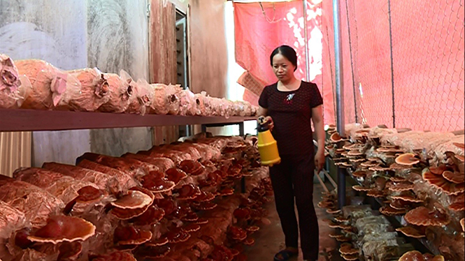 Trồng nấm mang lại thu nhập hơn 3 triệu đồng/tháng cho tổ viên tổ hợp tác trồng nấm Đông Dương (Quảng Trạch).
