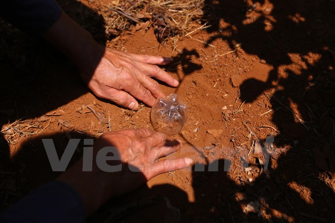 Nhờ những mẹo nhỏ đặt chai nhựa úp xuống đất và quan sát mức độ nước tụ lại trong chai, người nông dân đã có một công cụ để đo độ ẩm của đất. (Ảnh: Minh Sơn/Vietnam+)