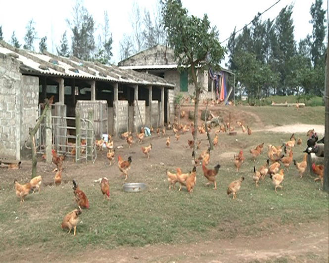 Gia súc, gia cầm ở trang trại ông Nguyễn Văn Bồn (Trung Trạch, Bố Trạch) được tiêm phòng đầy đủ.