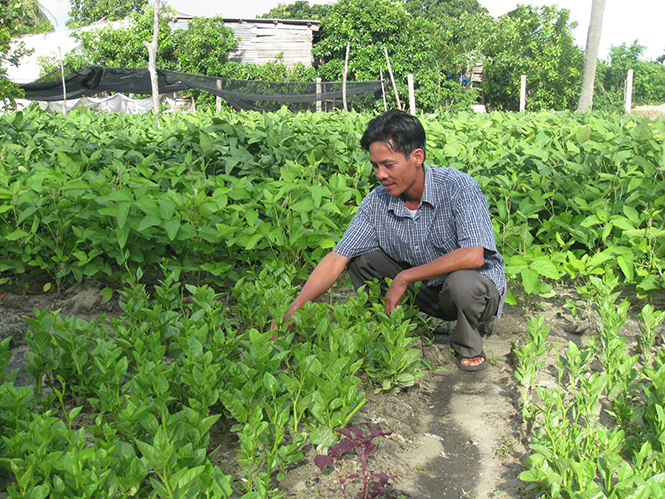Nhiều nông dân Lệ Thủy mở rộng diện tích hoa màu cho thu nhập cao.