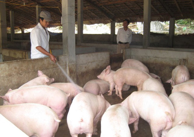 Huyện Lệ Thủy đang phấn đấu phát triển đàn lợn có máu ngoại đạt trên 82% tổng đàn.