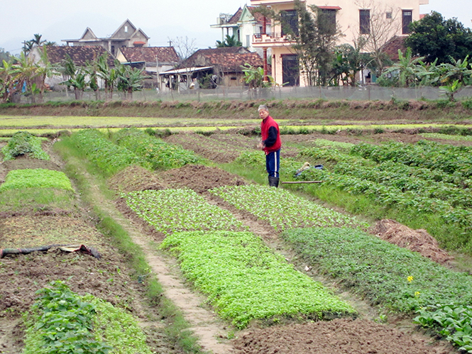 Những mô hình trồng rau, quả theo hướng VietGap trên địa bàn tỉnh đem lại hiệu quả.