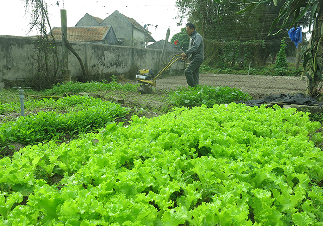 Nhiều hộ dân thôn Tú Loan 3 khá giả nhờ trồng rau sạch.