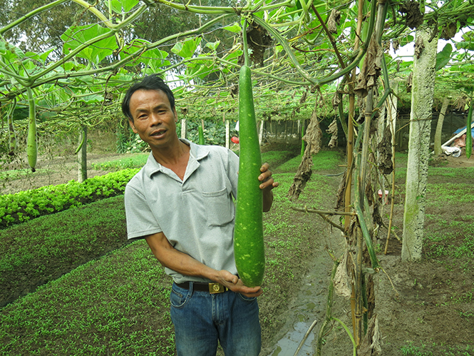 Mô hình trồng bầu trên, rau dưới của anh Phạm Văn Kế, thôn Tú Loan 3.