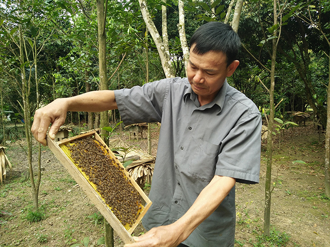 Ông Đinh Trọng Chính đang chăm sóc đàn ong.