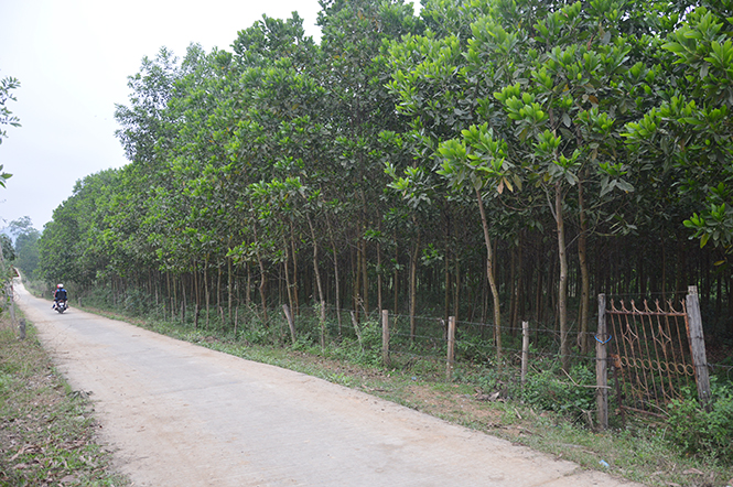  Người dân xã Kim Hóa chú trọng trồng rừng triển kinh tế để nâng cao thu nhập. Ảnh: A.T