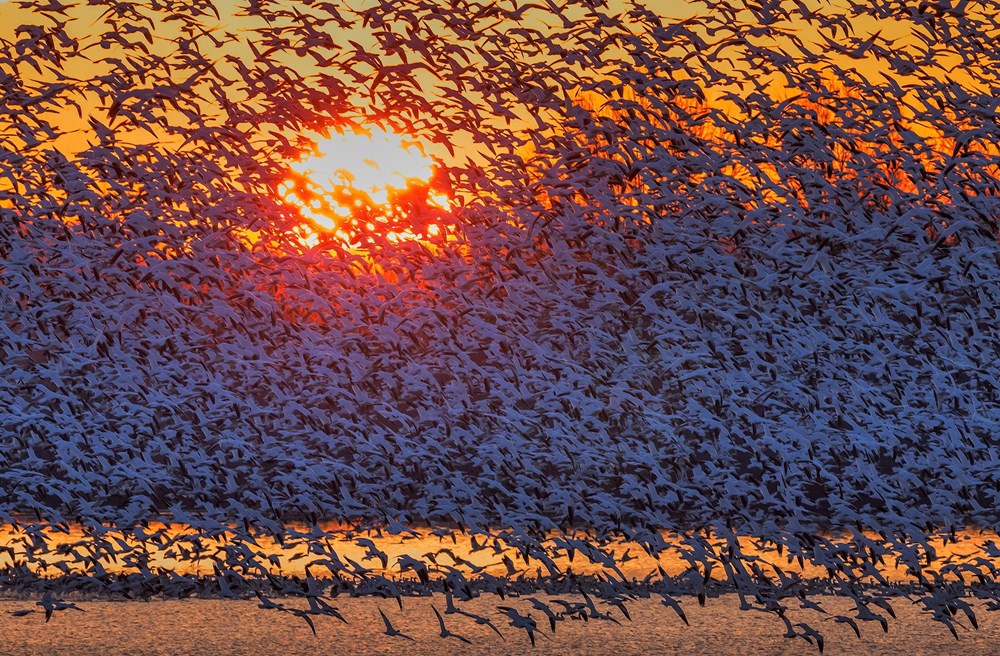 Hàng nghìn con ngỗng bay lên khỏi hồ nước trong buổi hoàng hôn và tạo ra cảnh tượng tuyệt đẹp. (Nguồn: David Hua)