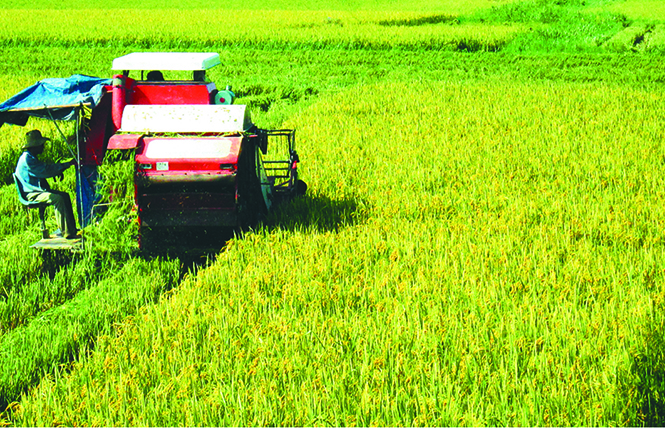Nhờ dồn điền đổi thửa, cơ giới hóa nông nghiệp ở Quảng Trạch có nhiều khởi sắc.  Ảnh: T.H