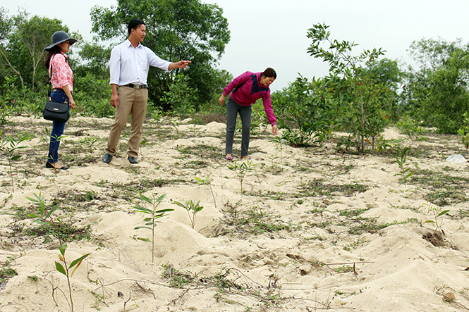 Mô hình trồng rừng phòng hộ ven biển tại thôn Hòa Bình, xã Quảng Hưng, huyện Quảng Trạch.