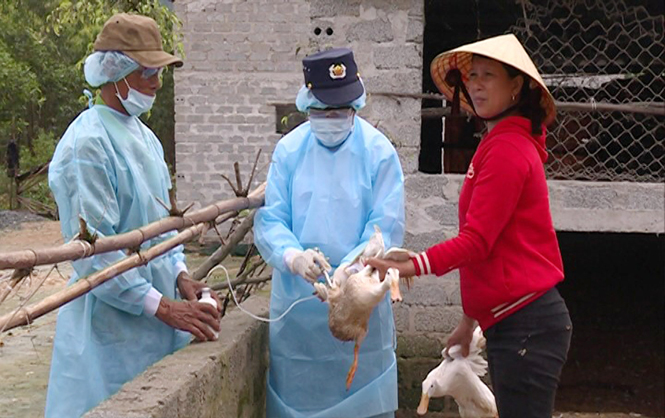Cán bộ thú y xã Quảng Đông, Quảng Trạch tiêm vắc xin phòng, chống dịch bệnh cho gia cầm trên địa bàn.
