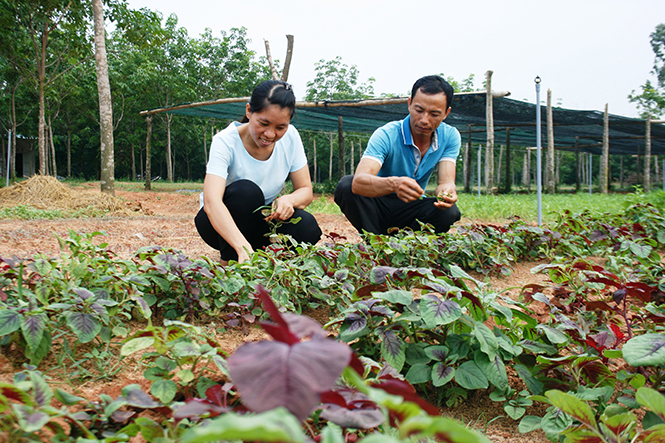 Sản phẩm rau sạch An Nông (thôn Kéc, xã Hòa Trạch) được trồng theo mô hình rau sạch đạt tiêu chuẩn VietGAP.