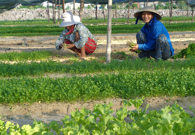 Nhiều diện tích đất bỏ hoang được nông dân xã Võ Ninh cải tạo để trồng rau.