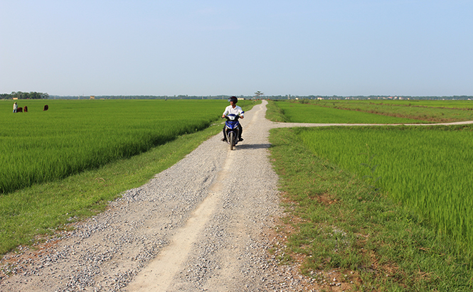80% tuyến kênh mương, giao thông nội đồng đã được HTX Thượng Phong, xã Phong Thủy (huyện Lệ Thủy) bê tông và cứng hóa.