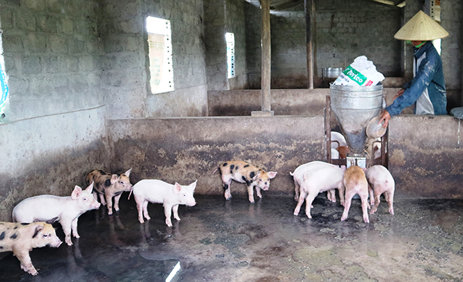 Đàn lợn được chăm sóc, phòng bệnh kỹ lưỡng nên mỗi năm đem lại lợi nhuận cho gia đình anh Dương Duy Mướn gần 100 triệu đồng.