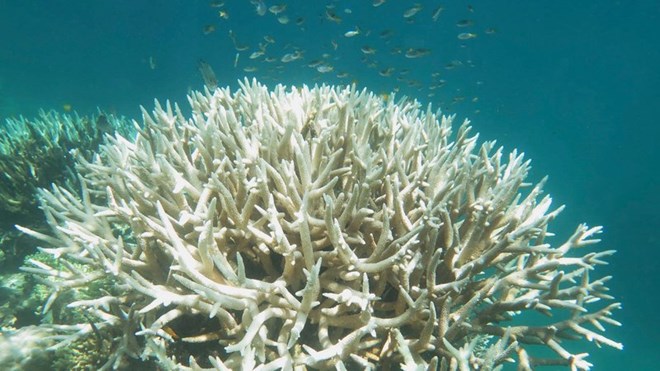 Đại dương đang nóng lên đã dẫn đến sự tẩy trắng san hô ở rạn Great Barrier. (Nguồn: rte.ie)
