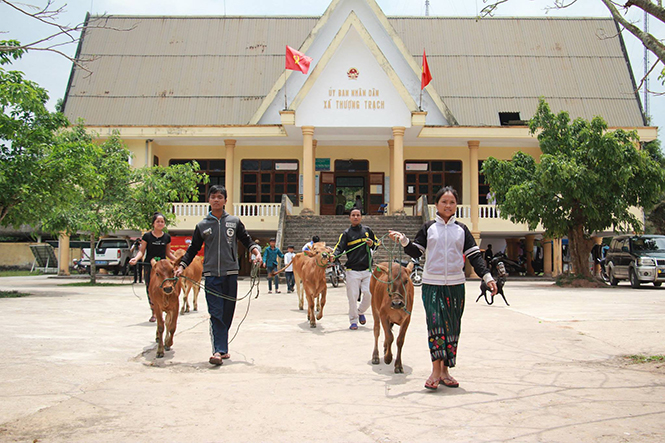 Người dân xã Thượng Trạch nhận bò hỗ trợ của Mặt trận huyện Bố Trạch.