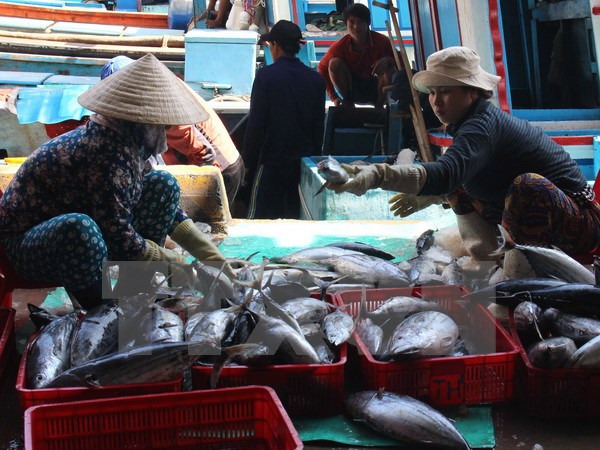 Phân loại cá ngừ sọc dưa trước khi đưa đi tiêu thụ. (Ảnh: Nguyên Lý/TTXVN)