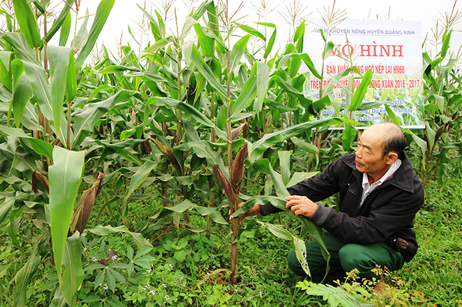 Những vựa ngô nếp HN68 phát triển xanh tốt phủ đều trên 5 ha đất gieo trồng tại xã Hiền Ninh, huyện Quảng Ninh.